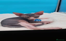 Sphynx gatos en venta: Bonito machito tabby  - Imagen 3