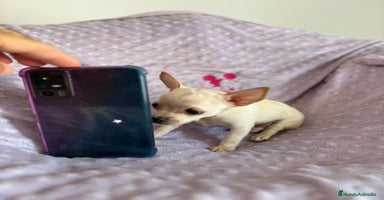 Chihuahua perros - Anuncio 2