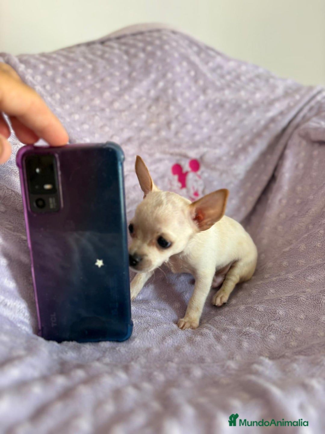 Chihuahua perros en venta: Chihuahua toy - Imagen 2