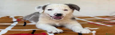 Border Collie blue merle ojos azules