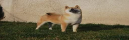 Shiba Inu perros en venta: Cachorros de Shiba Inu en Madrid - Anuncio 5