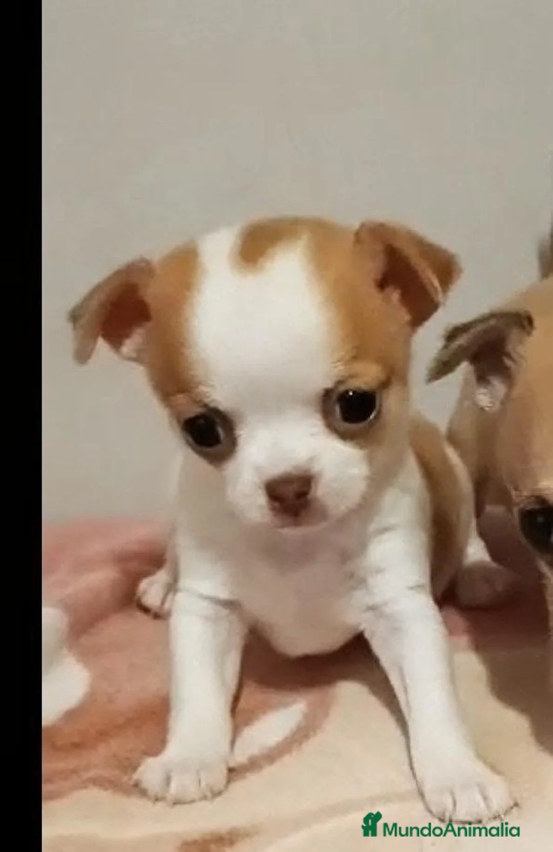 Chihuahua perros en venta: Chihuahua toy cabeza manzana - Anuncio 1