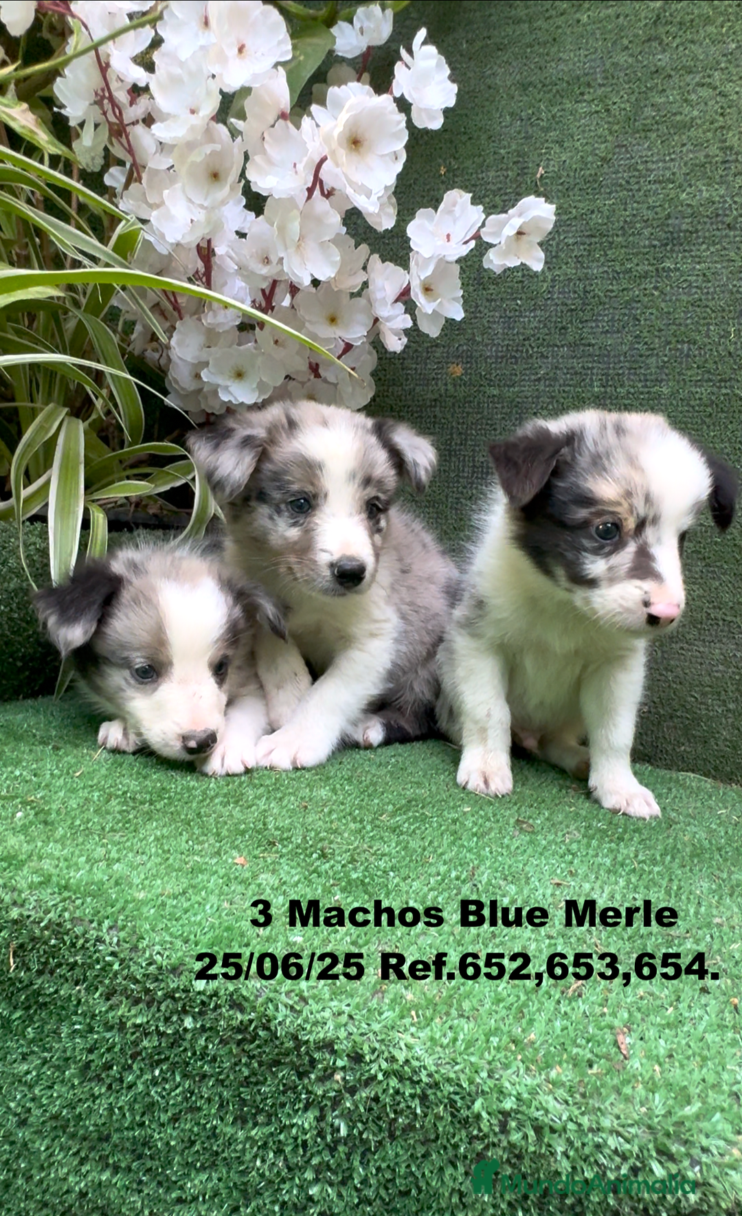 Border Collie perros en venta: BORDER COLLIE DE VILLA BIZNAGA - Imagen 5