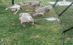 Weimaraner perros en venta: Braco de Weimar - Imagen 2