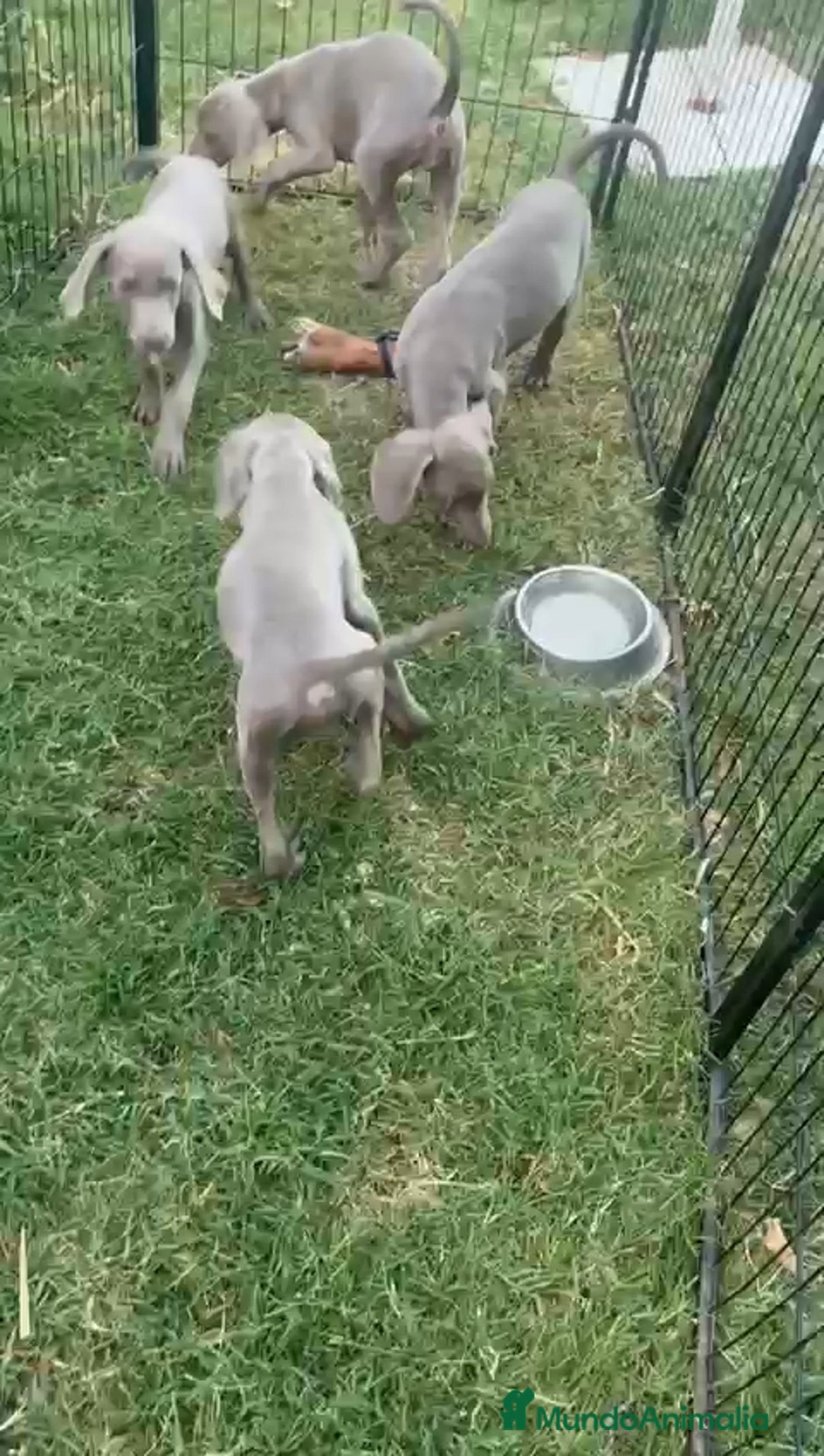 Weimaraner perros en venta: Braco de Weimar - Imagen 2