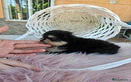 Pomerania perros en venta: Lulú de pomerania miniatura  - Imagen 8
