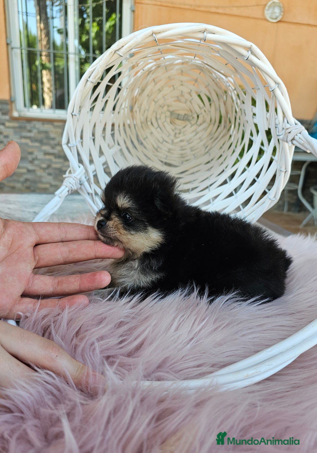 Pomerania perros en venta: Lulú de pomerania miniatura  - Imagen 8