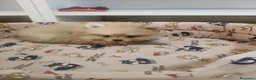 Pomerania perros en venta: Pomerania toy - Anuncio 5