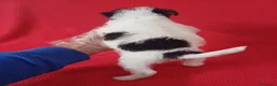 Fox Terrier de Pelo Duro perros en venta: Foxterrier Pelo Duro  - Anuncio 4