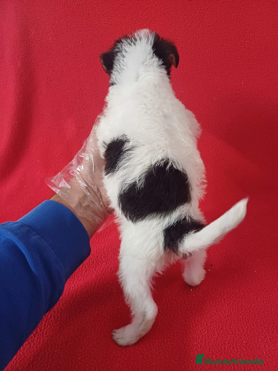 Fox Terrier de Pelo Duro perros en venta: Foxterrier Pelo Duro  - Anuncio 4