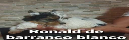 Biewer Yorkshire Terrier a la Pom Pon perros en venta: Biewer con pedigree de la mejor calidad - Anuncio 20