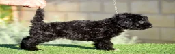 Perro de Agua Español perros en venta: PERRO DE AGUA  - Anuncio 17