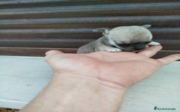 Chihuahua perros en venta: Chihuahua toy - Imagen 5