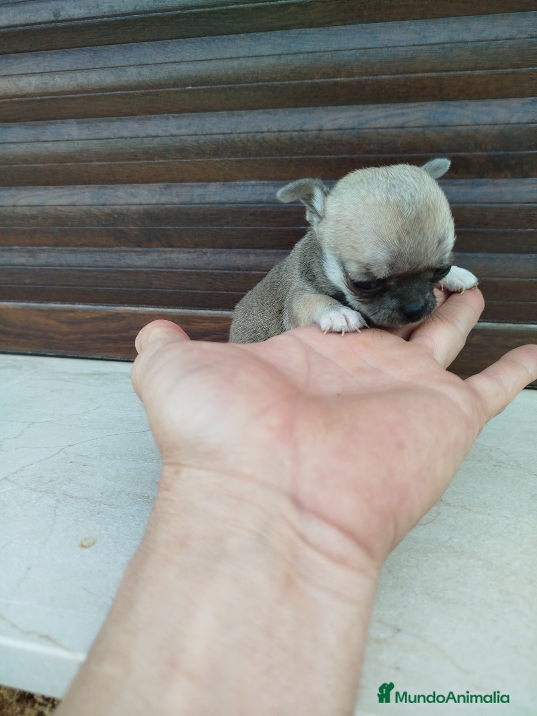 Chihuahua perros en venta: Chihuahua toy - Imagen 5