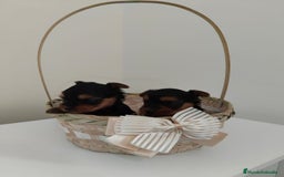 Yorkshire Terrier perros en venta: Espectaculares machitos - Imagen 4