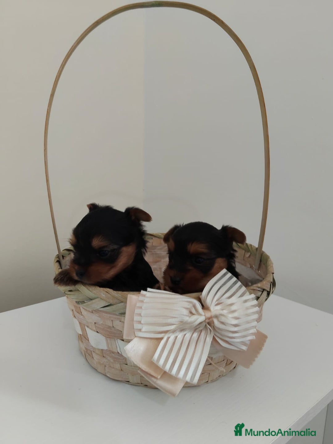 Yorkshire Terrier perros en venta: Espectaculares machitos - Imagen 4