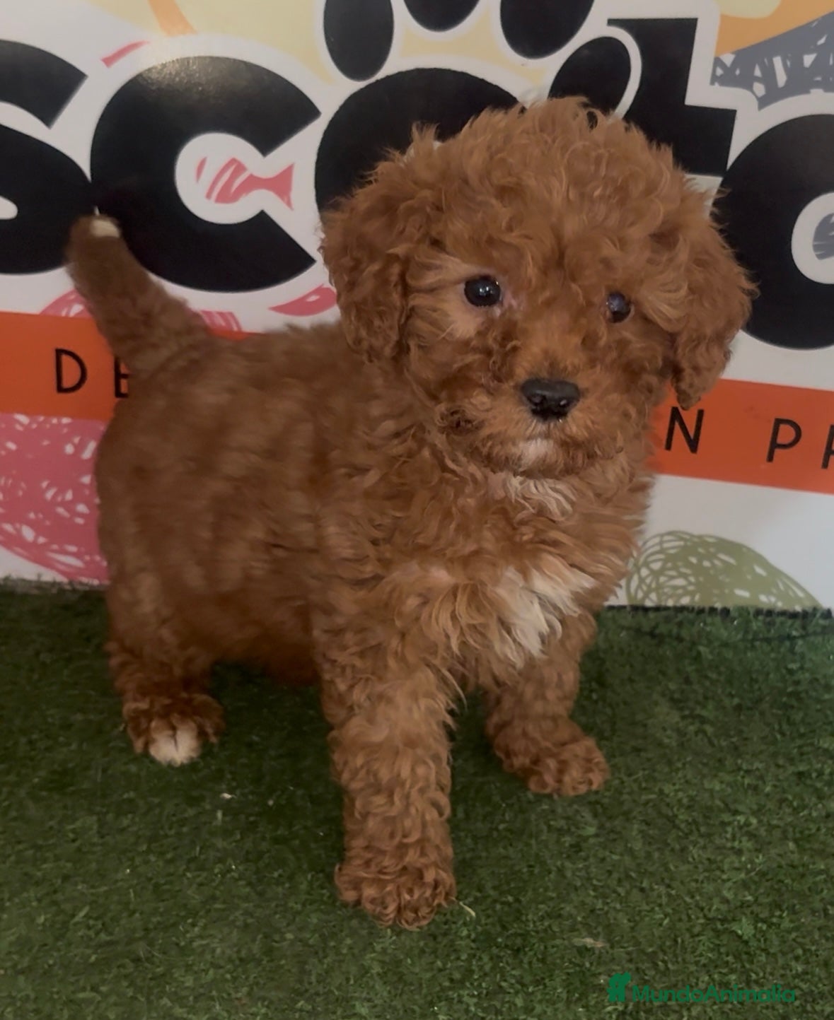 Caniche Enano perros Caniche Enano - Anuncio 4