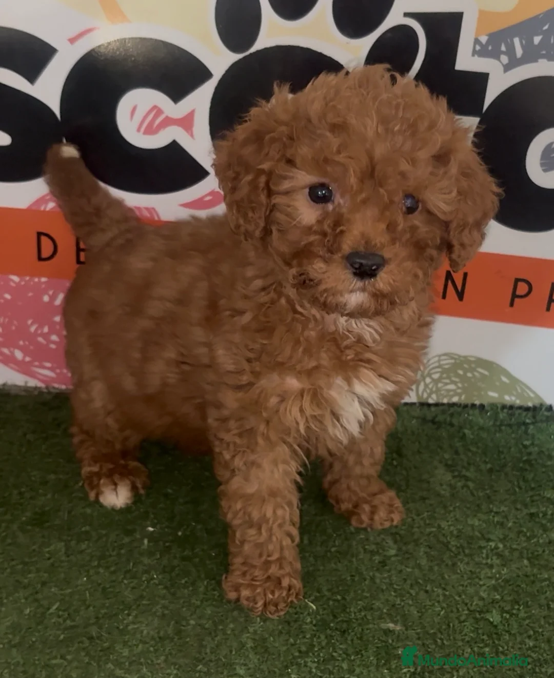 Caniche Enano perros en venta: Caniche Enano en Murcia - Anuncio 1