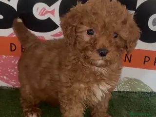 Caniche Enano perros Caniche Enano - Anuncio 4