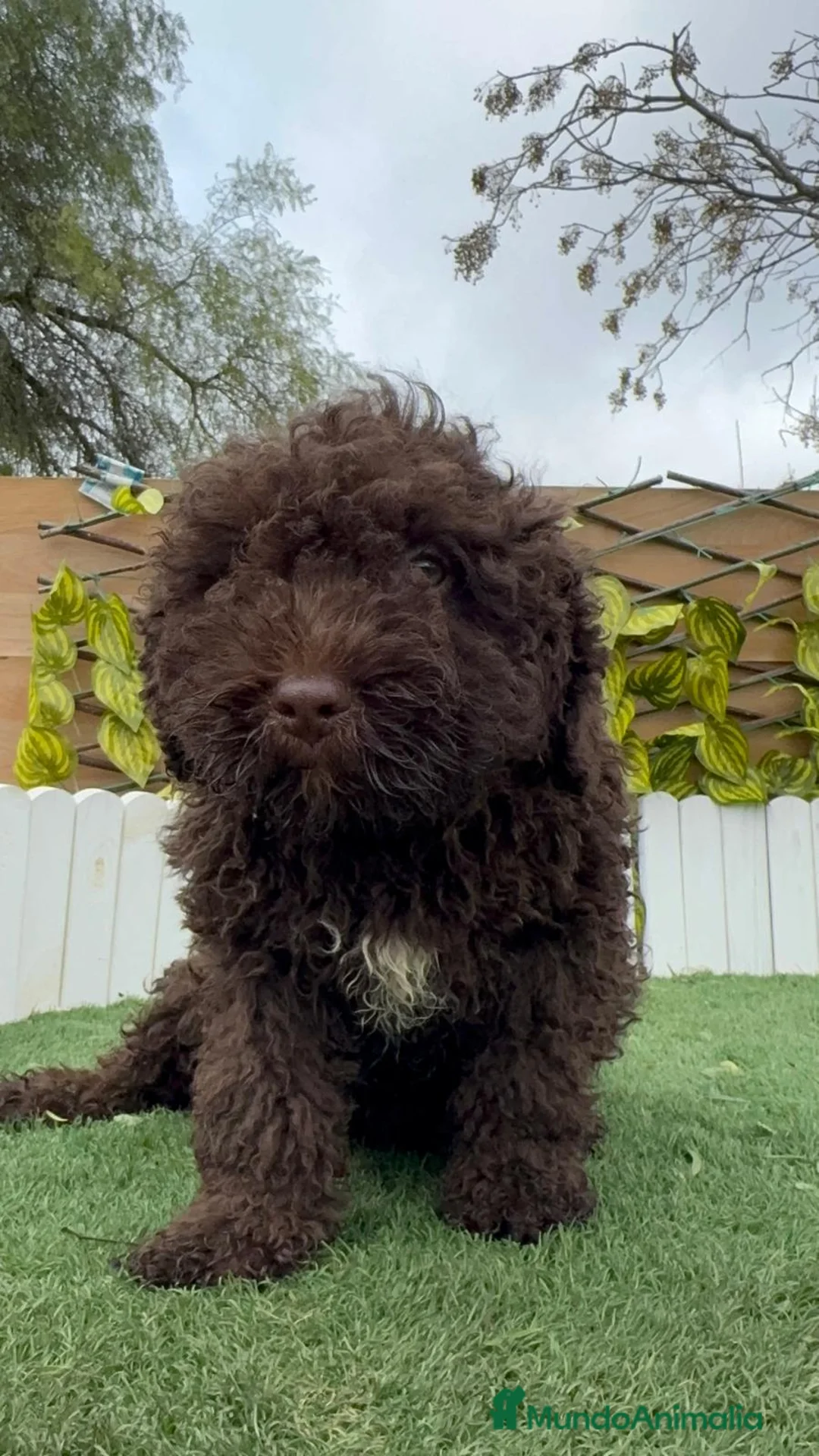 Perro de Agua Español perros en venta: PERRO DE AGUA MACHO - Anuncio 15