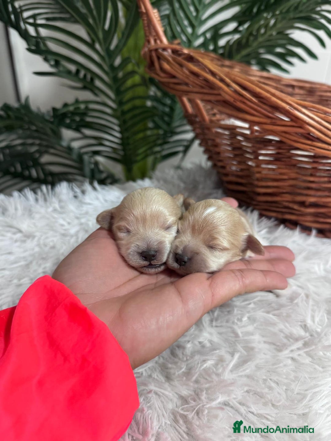 Maltipoo perros en venta: MALTIPOO - Anuncio 5