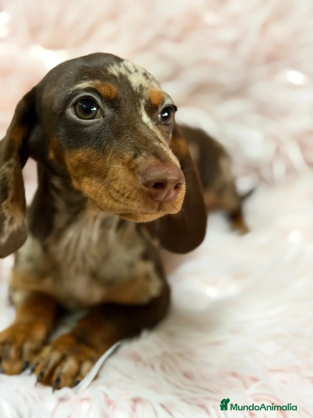 Teckel Miniatura perros en venta: Hembra teckel arlequin chocolate  - Anuncio 2