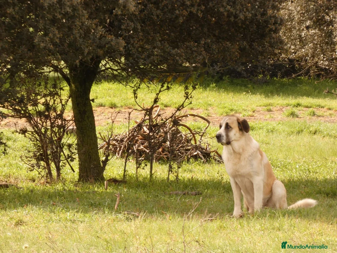 Mastín Español perros en venta: Mastin  - Anuncio 18