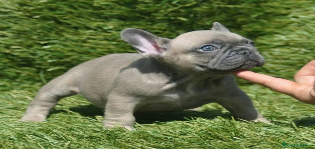 Imagen de galería {{count}}