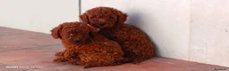 Caniche Enano perros en venta: Caniches - Anuncio 1