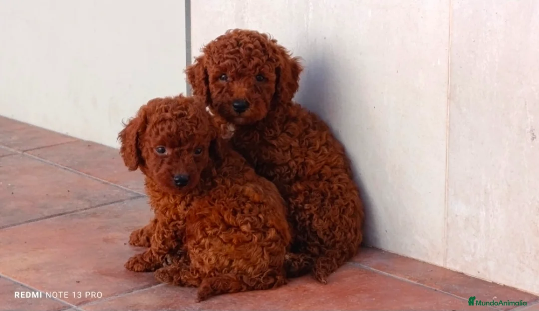 Caniche Enano perros en venta: Caniches - Anuncio 1
