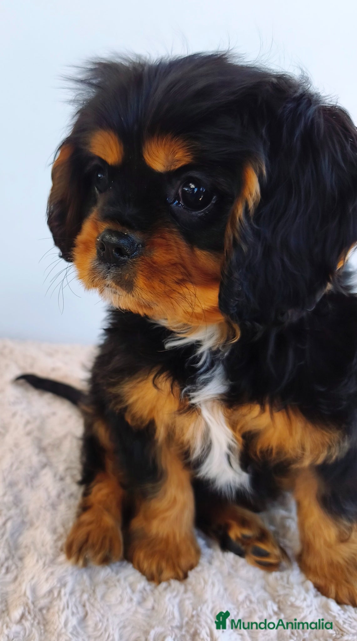 Cavalier King Charles Spaniel perros Cavalier negro fuego macho - Anuncio 3