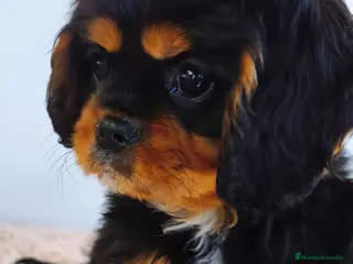 Cavalier King Charles Spaniel perros Cavalier negro fuego macho - Anuncio 3