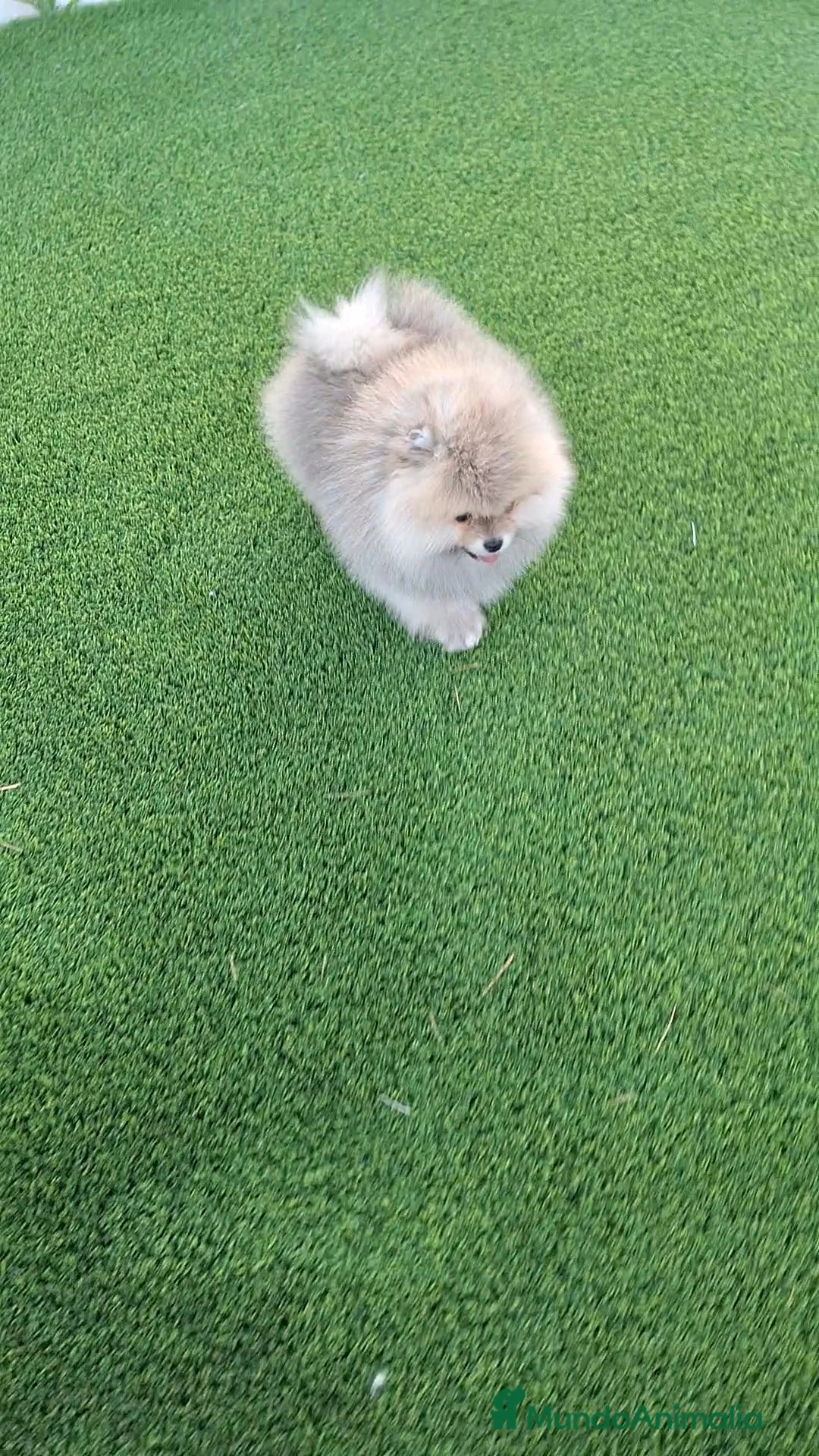 Pomerania perros en venta: Excelente machito pomerania. en Murcia - Anuncio 3