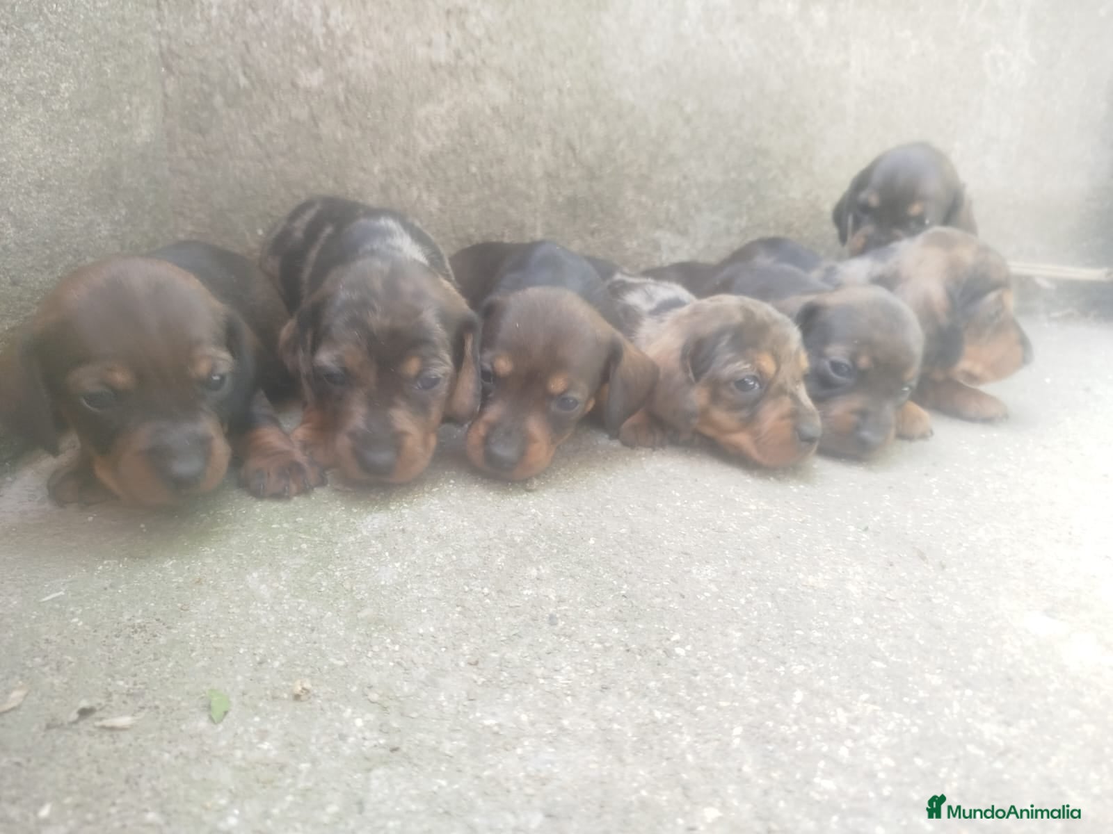 Teckel Miniatura perros TECKEL COLOR HOJA SECA , PELO CORTO 🤎 - Anuncio 6