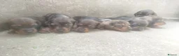 Teckel Miniatura perros en venta: TECKEL COLOR HOJA SECA , PELO CORTO 🤎 - Anuncio 1