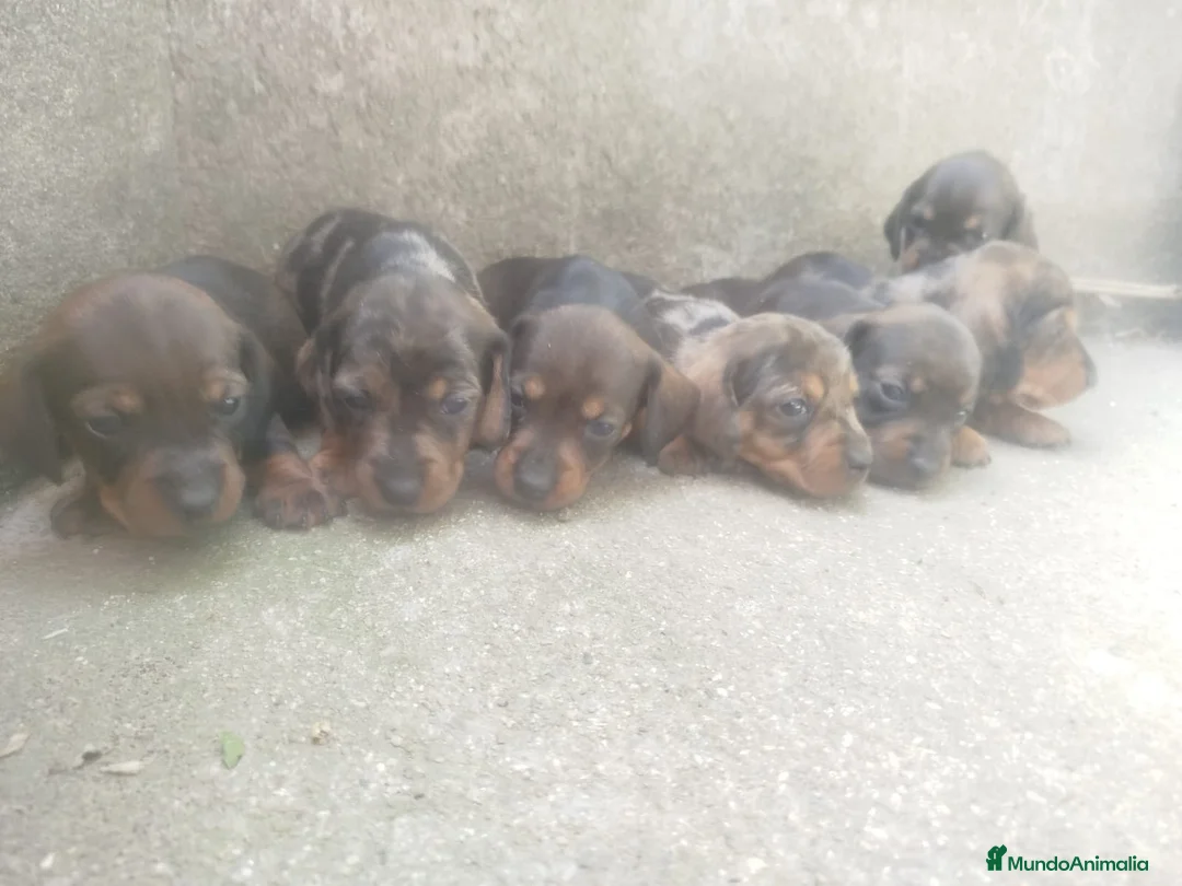Teckel Miniatura perros en venta: TECKEL COLOR HOJA SECA , PELO CORTO 🤎 - Anuncio 1