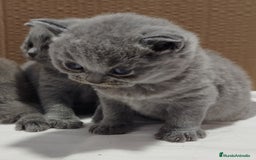 Británico de Pelo Corto Azul gatos en venta: British Shorthair super bonitos - Imagen 12