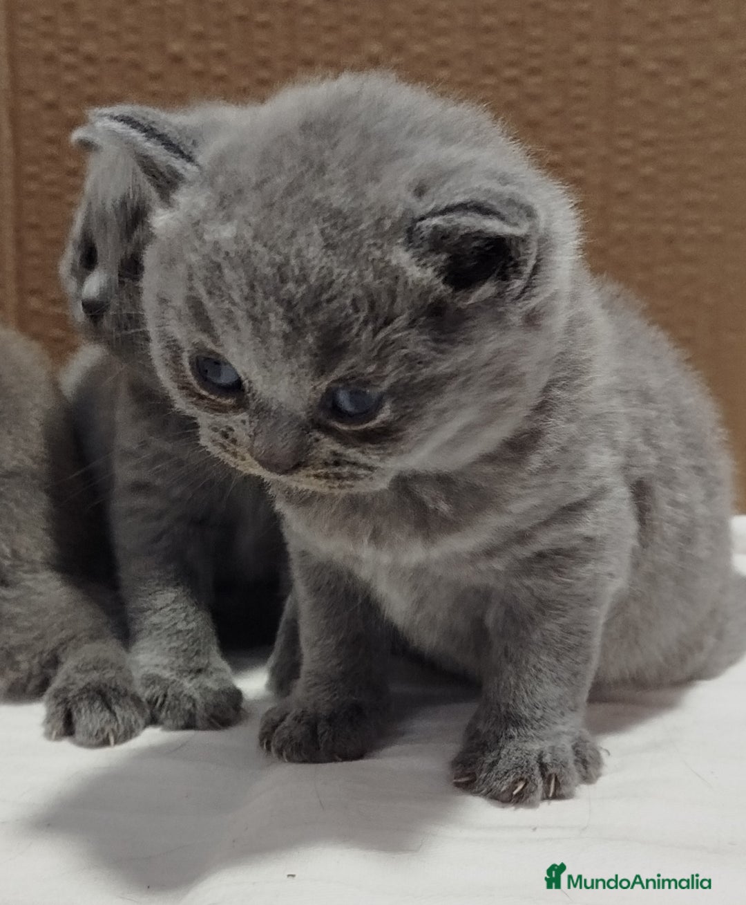 Británico de Pelo Corto Azul gatos en venta: British Shorthair super bonitos - Imagen 12