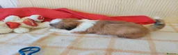 Shih Tzu perros en venta: SHIH TZUS EXCLUSIVOS  - Anuncio 5