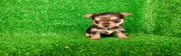 Yorkshire Terrier perros en venta: yorkshire terrier - Anuncio 4