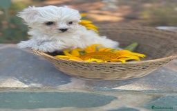 Bichón Maltés perros en venta: Bichon maltés alta calidad  - Imagen 1