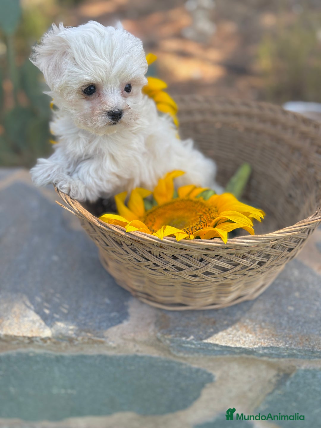 Bichón Maltés perros en venta: Bichon maltés alta calidad  - Imagen 1
