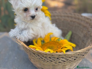 Bichón Maltés perros - Anuncio 34