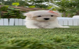 Bichón Maltés perros en venta: BICHON MALTES HEMBRA ENVIO A TODA ESPAÑA - Imagen 15