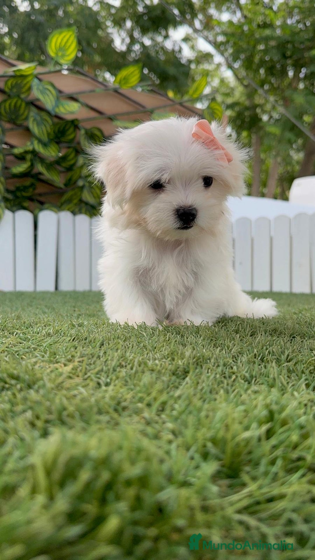 Bichón Maltés perros en venta: BICHON MALTES HEMBRA ENVIO A TODA ESPAÑA - Imagen 15