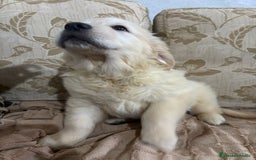 Golden Retriever perros en venta: Golden Retriever cachorros primeras líneas  - Imagen 4