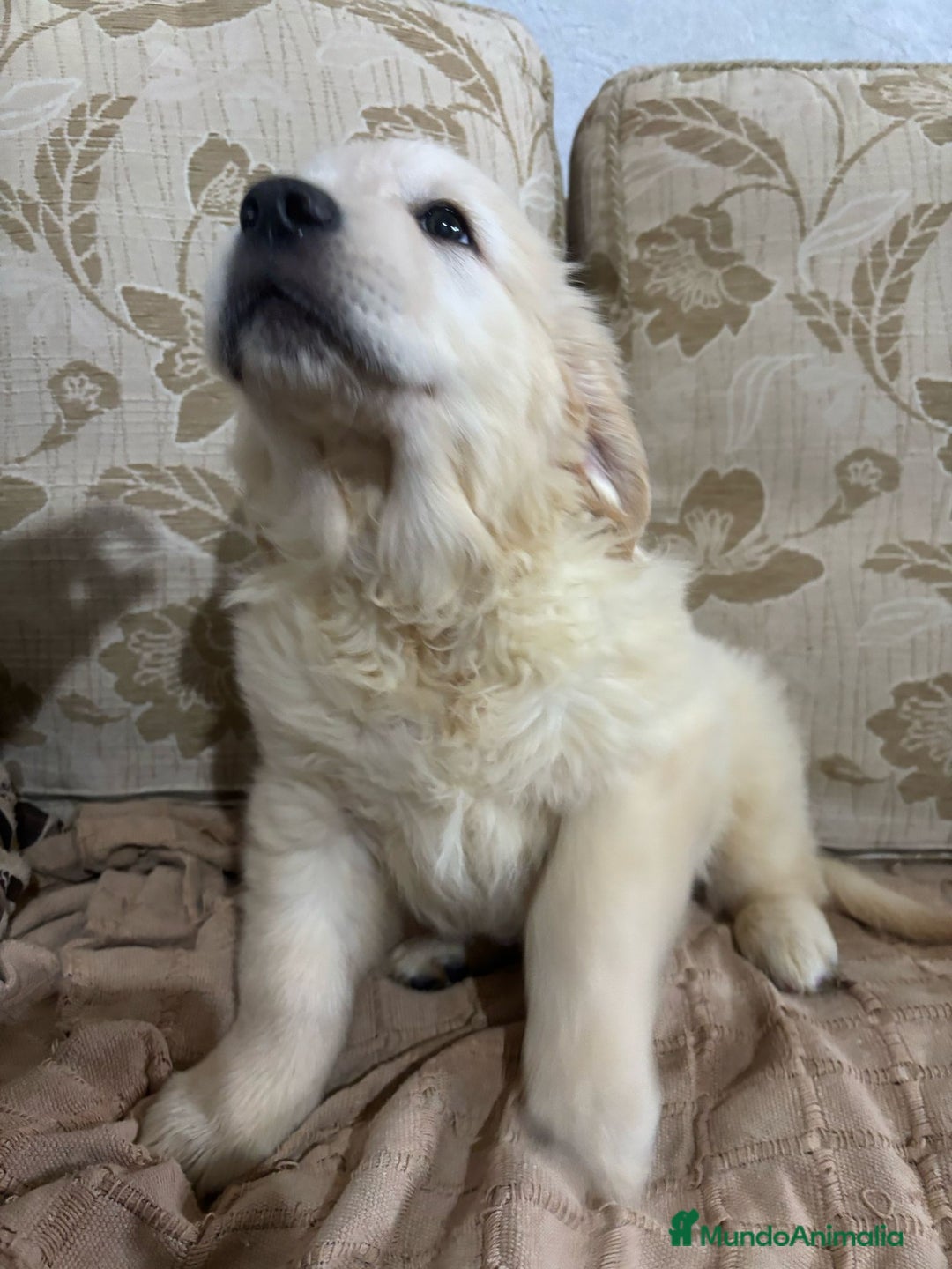 Golden Retriever perros en venta: Golden Retriever cachorros primeras líneas  - Imagen 4