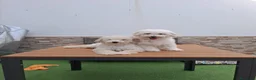 Caniche Enano perros en venta: Caniche enano. - Anuncio 5