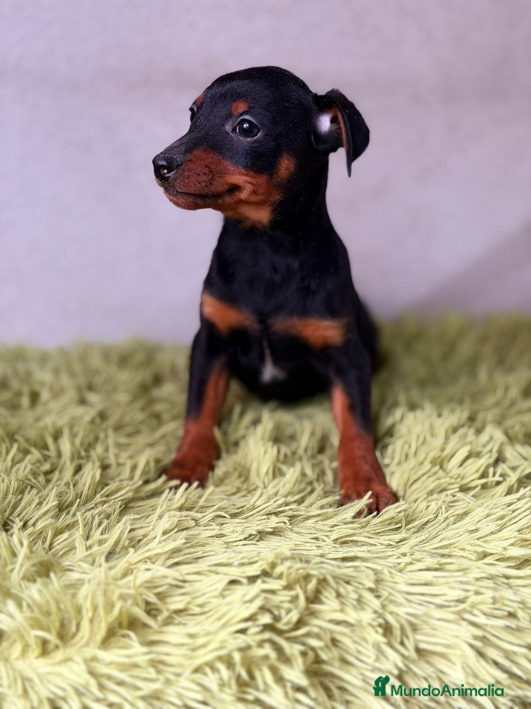 Pinscher Miniatura perros en venta: Mini pincher negro fuego  - Anuncio 6