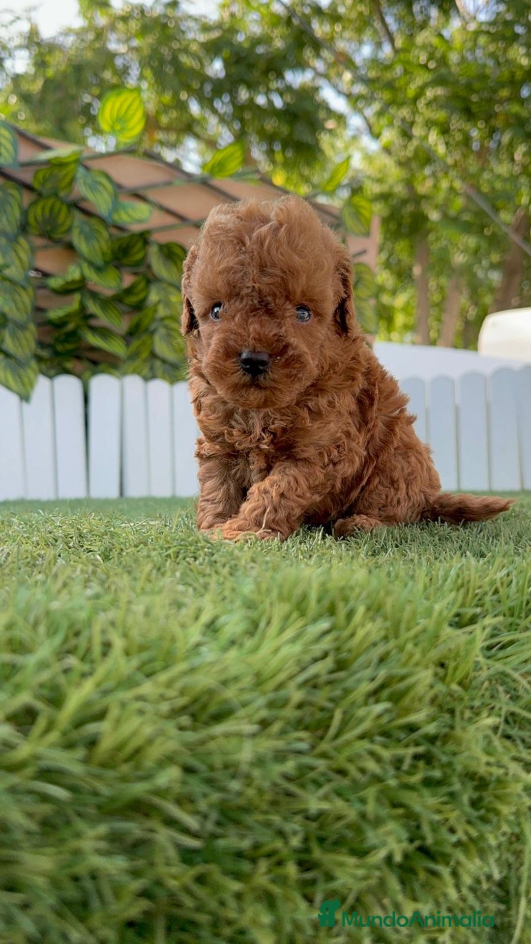 Caniche Toy perros en venta: CANICHE TOY ROJO MACHO - Imagen 4